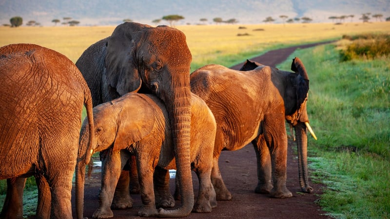 Thai Elephant